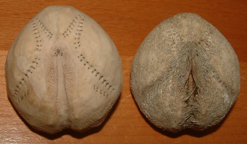 3 teche: Schizaster canaliferus, E. mediterraneum, E. sp.
